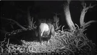 Jackie buries the eggs, the two spend the night at the Roost Tree