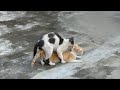 Cats mating - Best cat mating