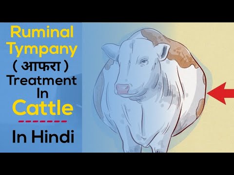 पसू में अफारे का इलाज । Treatment of ruminal tympany in cattles in hindi -  YouTube
