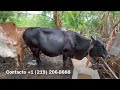 Vacas lecheras en venta en Ciudad Arce, La Libertad.