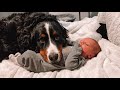 Bernese Mountain Dogs First Week With Newborn Baby Brother