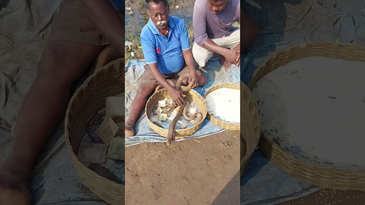 Antarvedi Beach dhagara 🐍🐍🏖