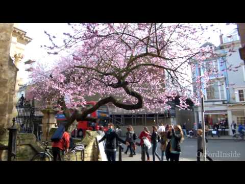 28. Цветущие деревья в Оксфорде. Flowering trees in Oxford