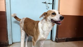 DONATION REQUIRED for LALIMA 🐾 to discharge her 🙏🙏 6289573147@ybl