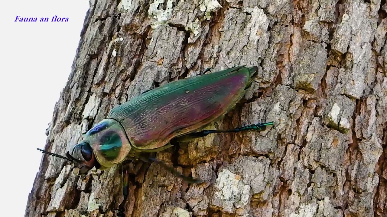 METALLIC WOOD BORING BEETLE, GIANT METALLIC CEIBA BORER (EUCHROMA GIGANTEA), BESOURO METÁLICO.
