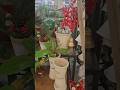 Beautiful Christmas garden items #seasonal