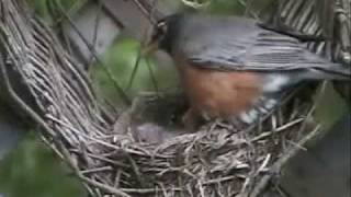 Watch Seals  Crofts Robin video