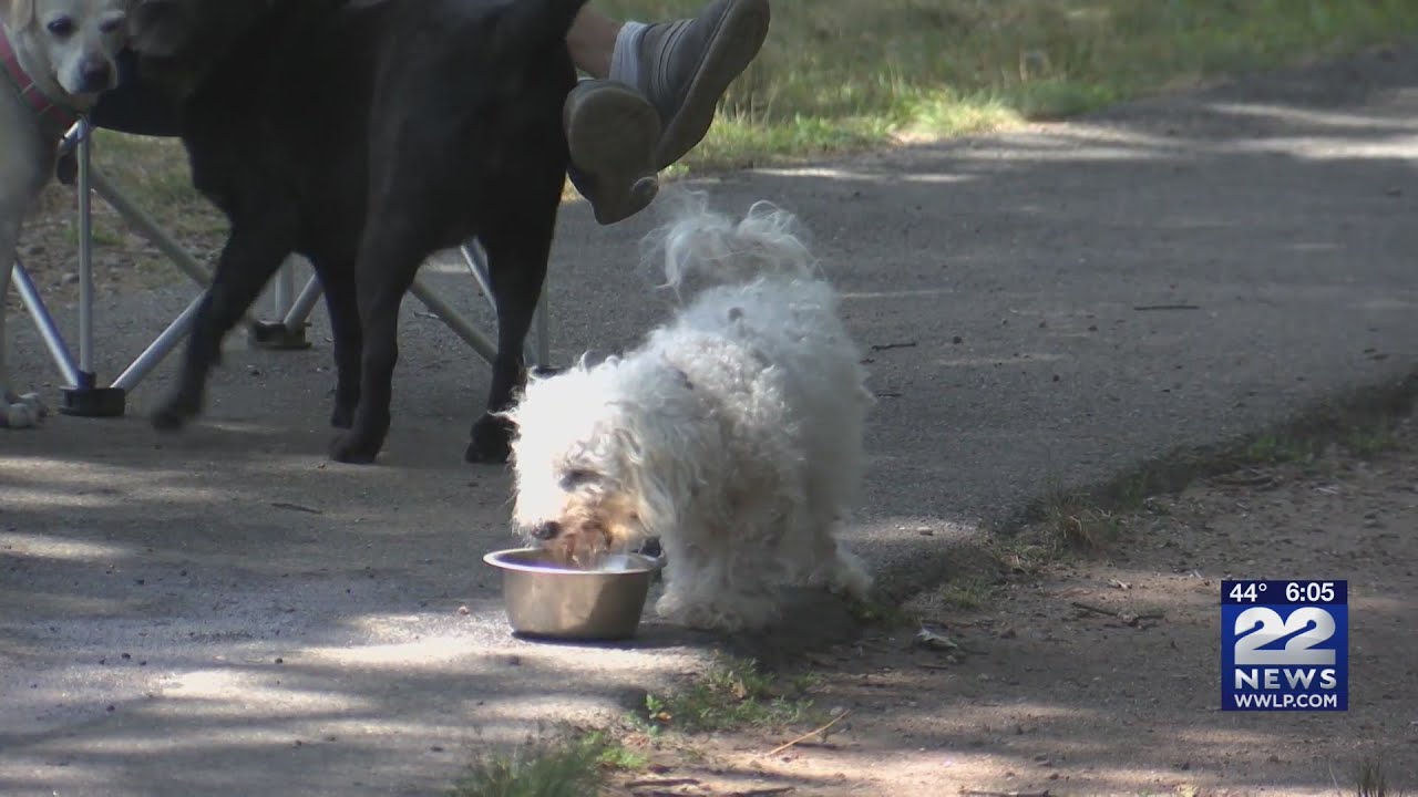 How to keep your pets safe during the warm weather - YouTube