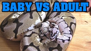 Celebrity ADULT VS. BABY BALL PYTHONS!!! Looking at zebra bee and zebra bee COMBOS.  Does axanthic change?? Profile