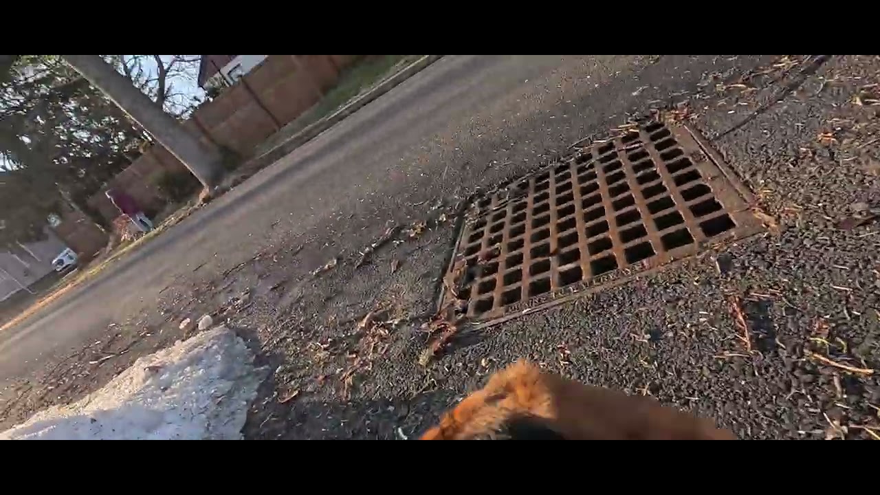 Poppy found a dinner roll, January 12