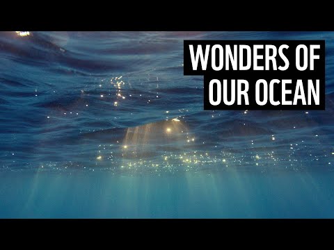 Amazing facts about our ocean | WWF