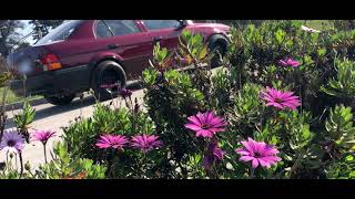 ~ [WILD] TOYOTA TERCEL👹🥀 - @shaaarlozz