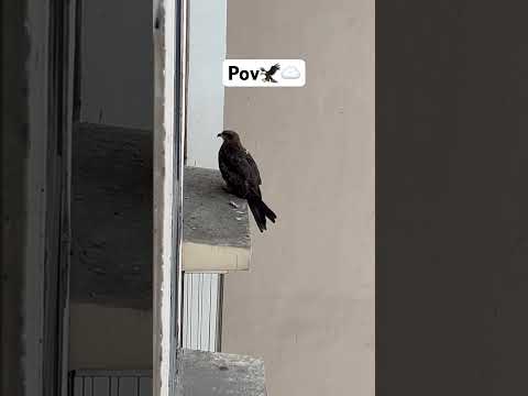 Pov of a Kite/Eagle 🦅😱!