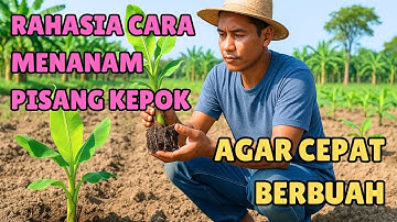 RAHASIA CARA MENANAM PISANG KEPOK AGAR CEPAT BERBUAH‼️ CARA BUDIDAYA PISANG