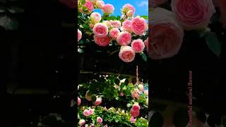 Amazing Pink Flower Garden Beauty