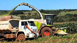 Milho para silagem bem manejado: mais leite na fazenda!