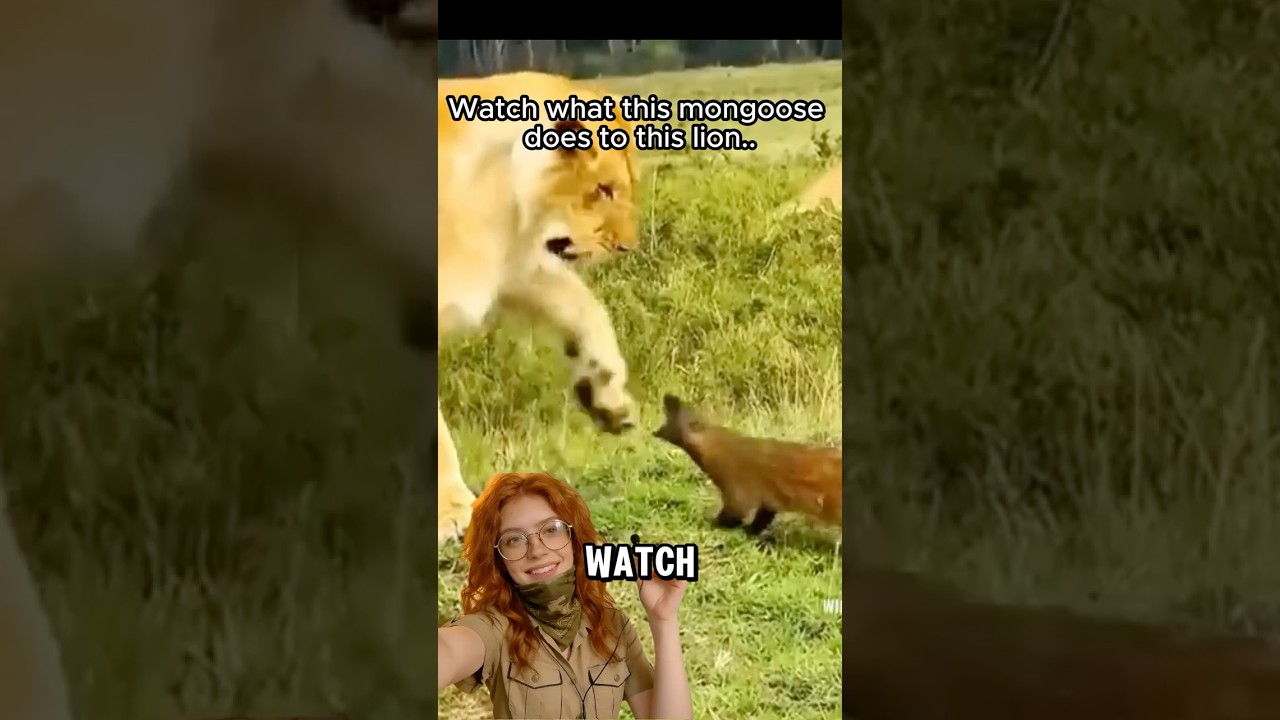 Mongoose Stands Ground Against LION.. #lion #mongoose