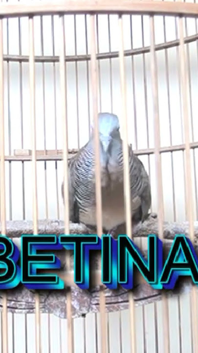 PERKUTUT BANGKOK SUARA BETINA