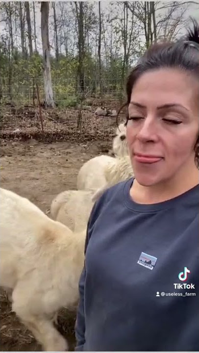 Air liur alpaka adalah mimpi buruk yang mengerikan