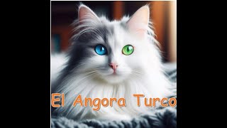 El Angora Turco