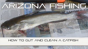 How To Gut A Catfish