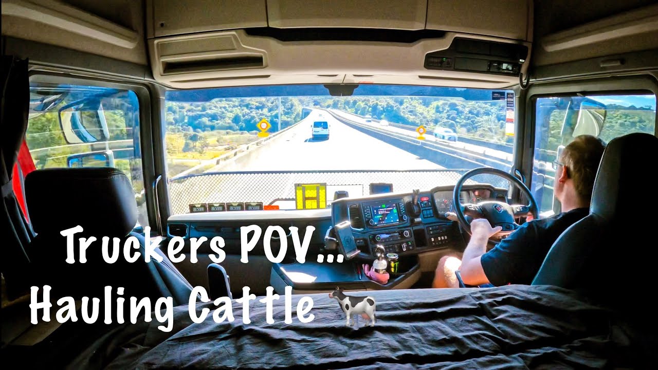 Truck Driver POV Hauling Cattle Around Auckland New Zealand 
