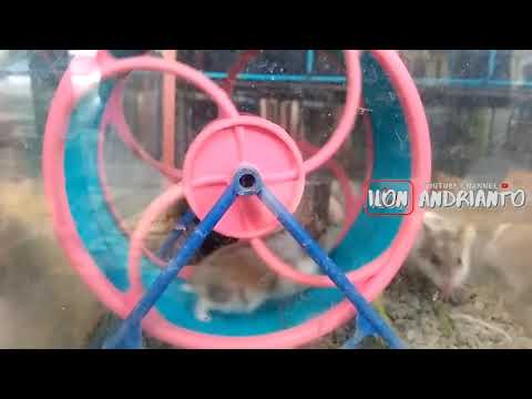 Video: Angora hamsterlari uydagi mayda paxmoqlardir