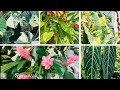 SARAWAK BORNEO EXPO 2023 MALAYSIA @gardeninghouseplants1112
