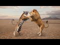 Lion Killing Lion Deadly Wild Beast