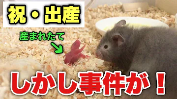 大量のジャンガリアンハムスターがたくさん入ってきました かわいい赤ちゃんも生まれました Mp3
