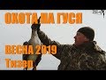 ОХОТА НА ГУСЯ с DUCK EXPERT. Весна 2019. Тизер