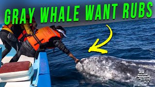 Gray Whale Approached A Boat Of Tourists To Get Pets And Rubs