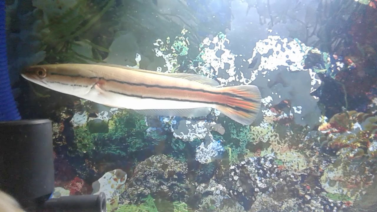 UPDATE ANAKAN IKAN TOMAN / CHANNA MICROPELTES / GIANT SNAKEHEAD.