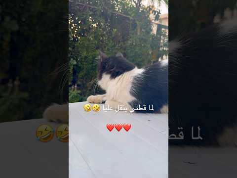لما قطتي يتقل عليا        اكسبلور