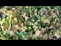 Pressed Epimedium Plant Leaves | In the Garden | Spotlight Plant | aka Barrenwort, Fairy Wings