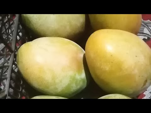 انتاج غزير بمزرعة مانجو كيت عمر 5 سنوات