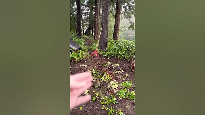 Catherine Crabtree back yard video