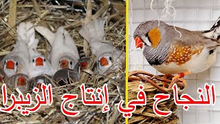 ⏱ أسهل الخطوات للنجاح في إنتاج طيور الزيبرا🐣في أسرع وقت👌