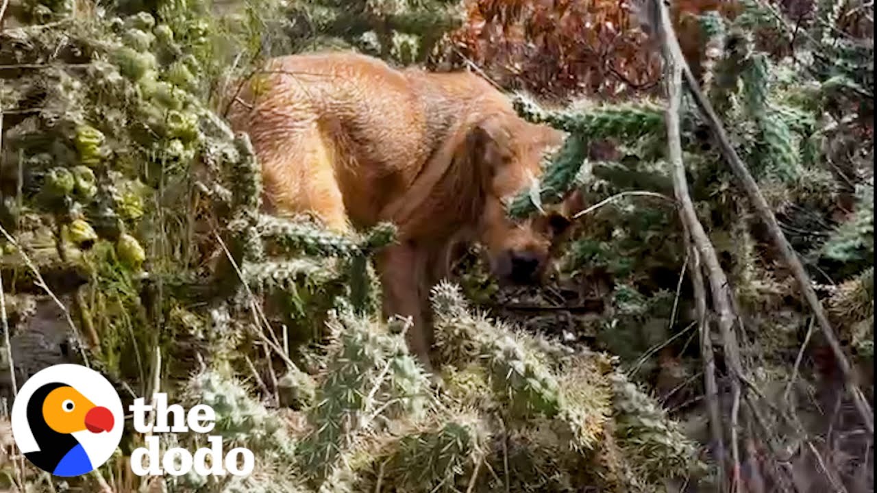 Puppy Abandoned In A Tornado Is So Happy To Be Rescued | The Dodo