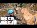 初めての川遊び♪お姉ちゃん達に泳ぎ方を教えてもらうゴールデンレトリバーの夏休み
