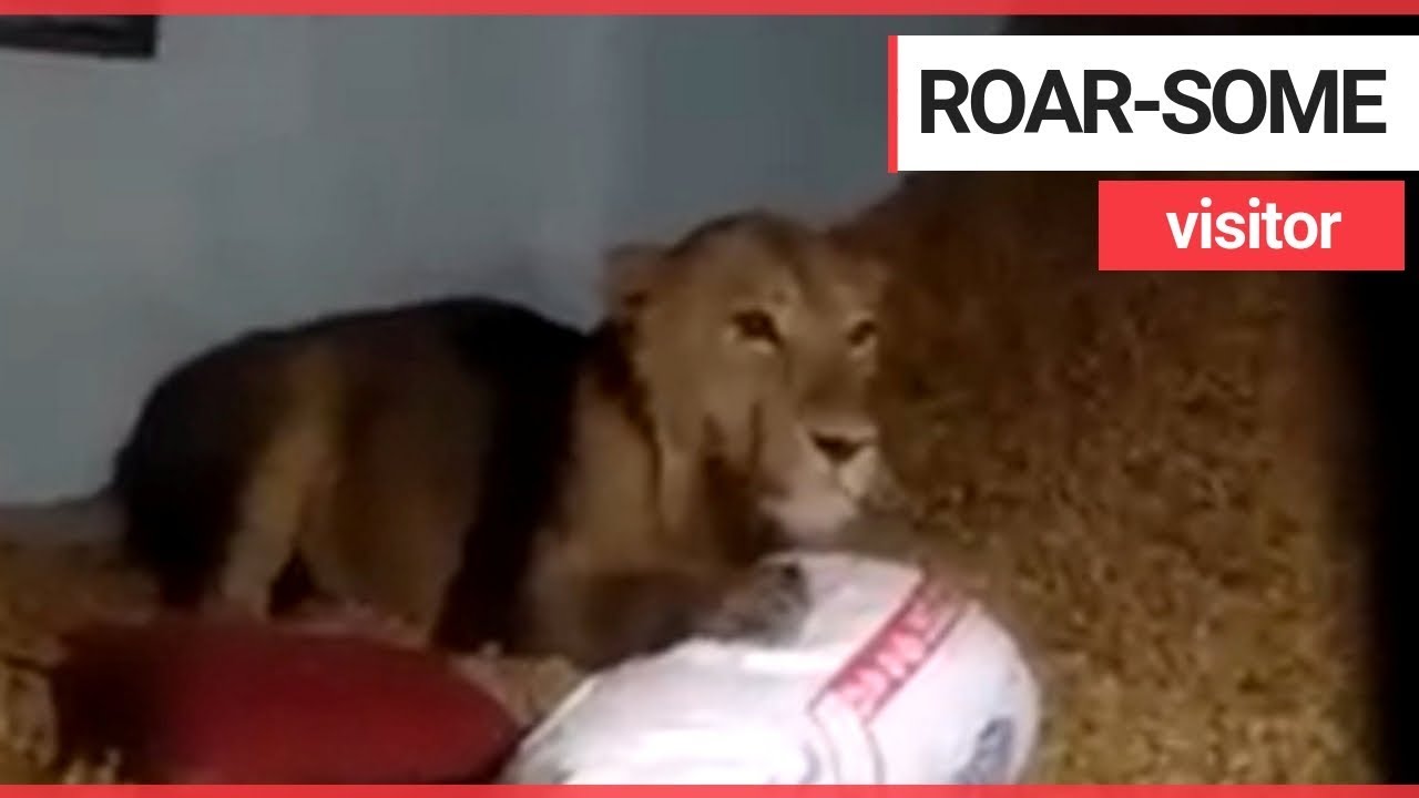 Family find a LION sitting in their home SWNS TV YouTube