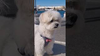 Beautiful dog falls in love #dog #maltese #cuteanimals #puppy #snoopy