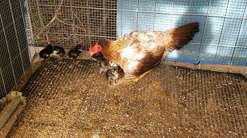 Me nyuam qaib xyoo no