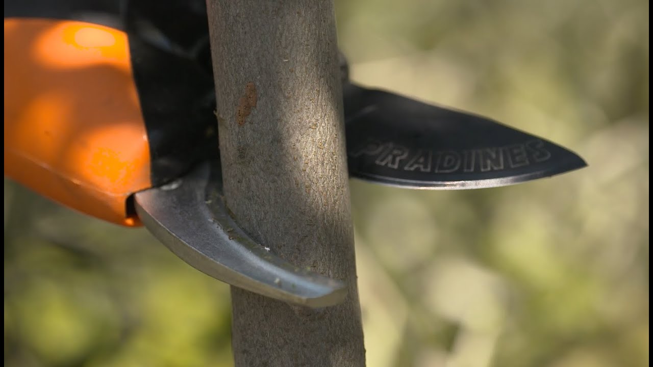 Podadora Eléctrica PELLENC PRUNION - YouTube