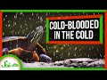 How coldblooded animals survive the cold