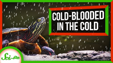 How "Cold-Blooded" Animals Survive the Cold