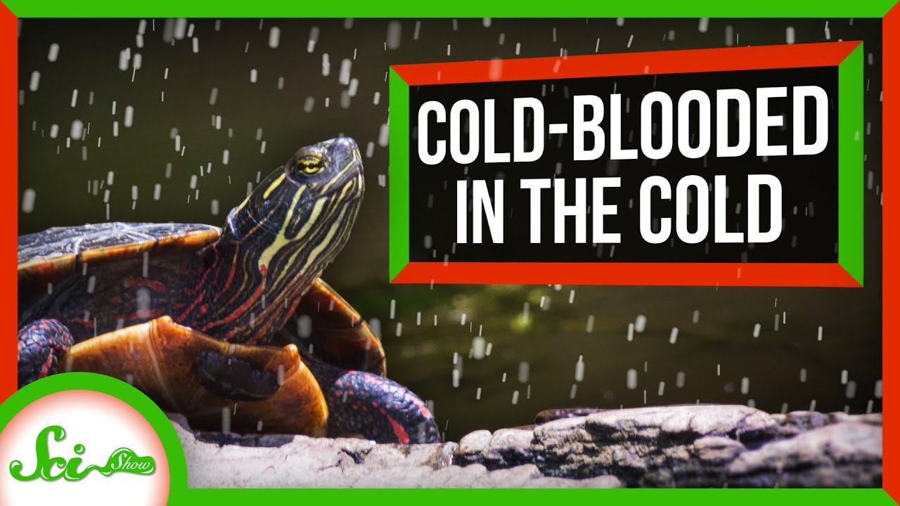 How Do Cold Blooded Animals Survive Winter?