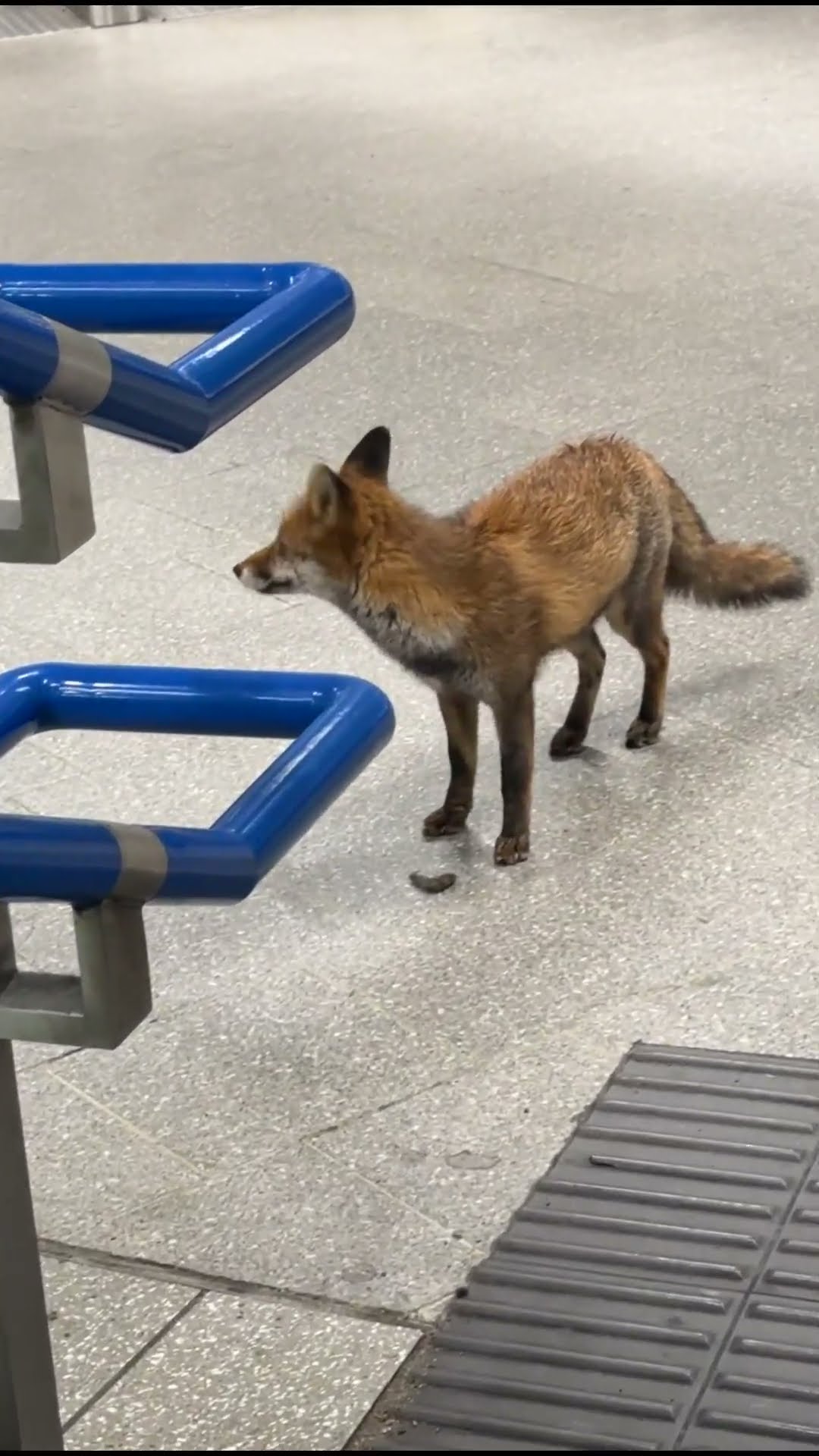 Mr. Fox Needs to Catch His Train || ViralHog