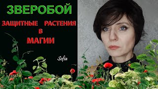 Защитные растения в магии. Зверобой