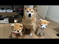 Kylo meets other shiba friends gives knucklesandwiches due to turbulent upbringing